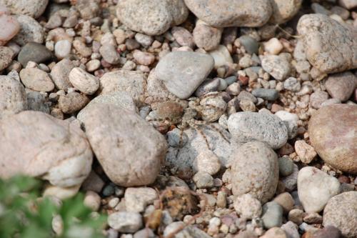 Arctosa sp.